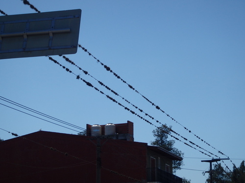 Electricity Moss: This moss only grows on electrical lines.